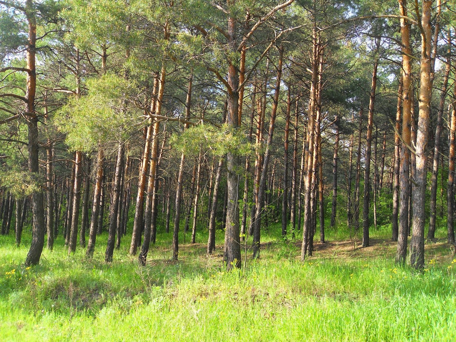 Краєвиди