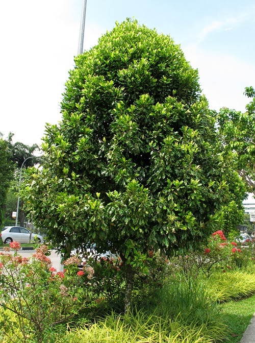 Liliana Usvat Reforestation and Medicinal use of the Trees Mosquito