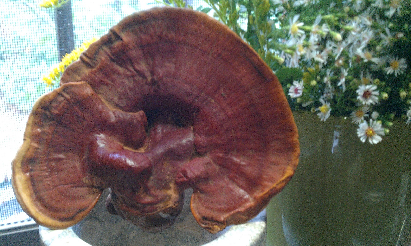 Nourish your Skin Mushrooms! Good for You. Good for Your Skin.