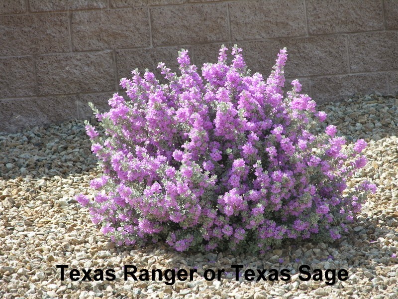 Xtremehorticulture of the Desert Texas Sage Outgrowing Its Space after