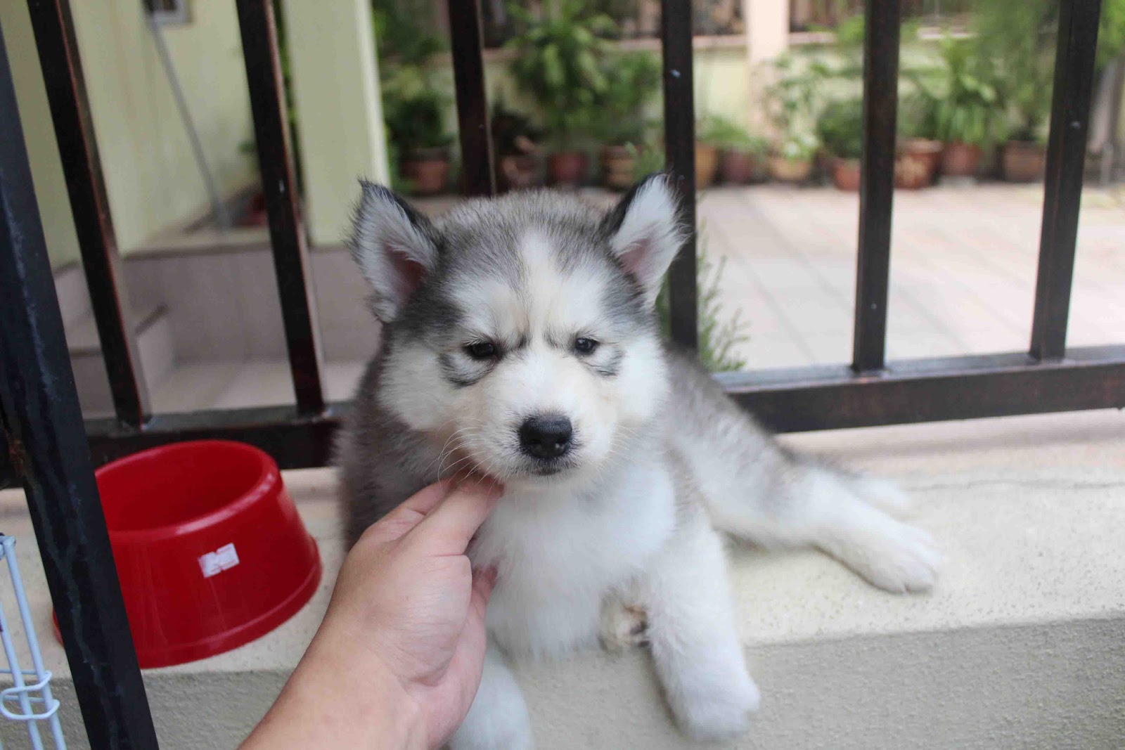 LovelyPuppy Double Coat Wooly Husky Puppy
