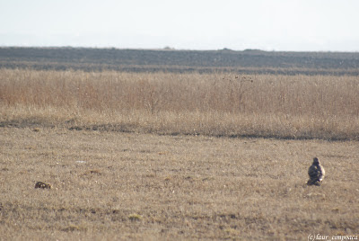 Sorecar Comun-Common Buzzard-Buteo-buteo-Mäusebussard-Egerészölyv-Busevariable