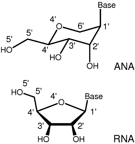 facts about nucleic acids
