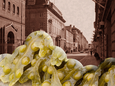 Drøm om blæretang i Københavns gader