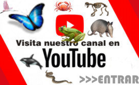 Nuestros videos