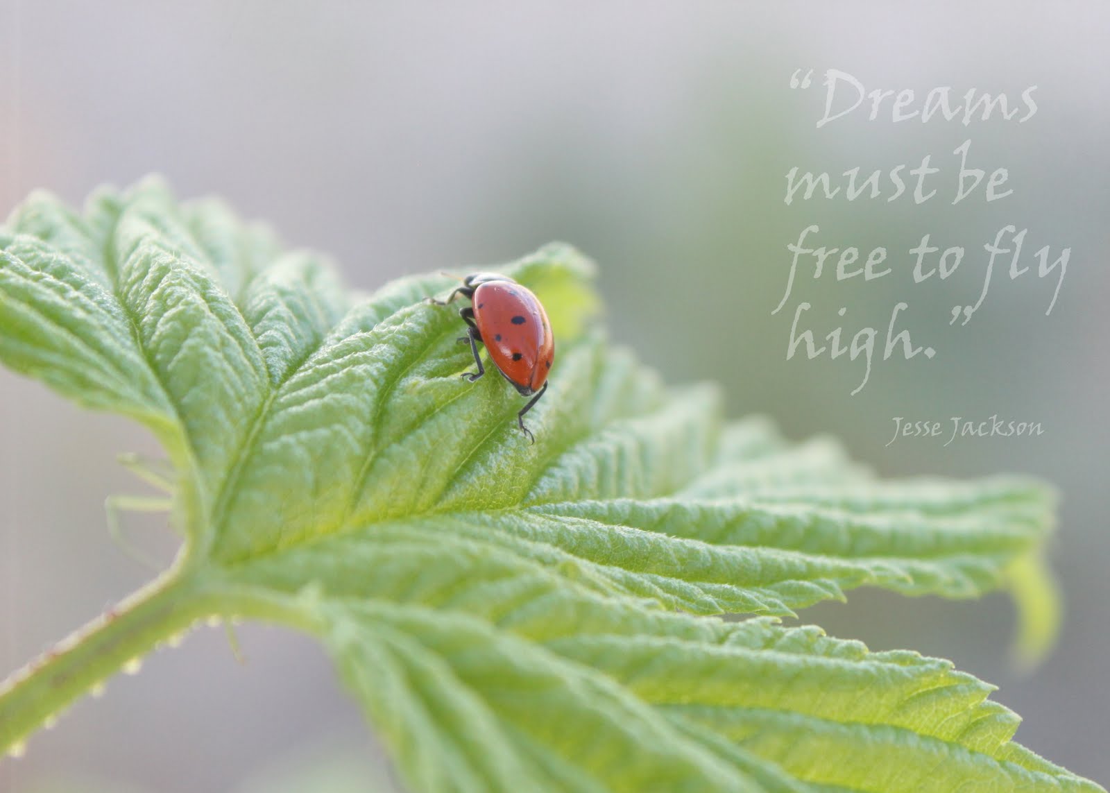 ladybug sayings in faith quotes about ladybugs