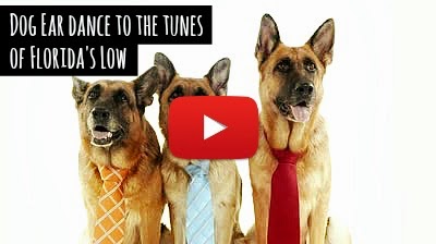 Watch how this cute German Shepherd Dog named Jaxson ear dances to the tunes of Flo Rida's popular hip hop music hit 