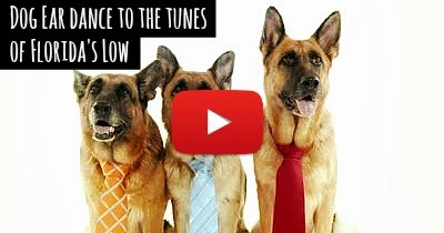 Tunes for bears to dance to essay