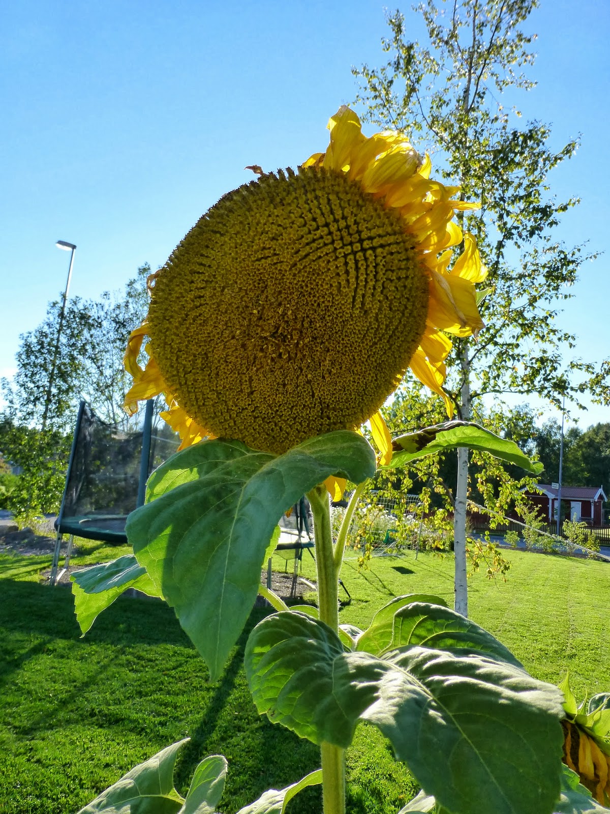 Alexandras Garten in Schweden Herbst