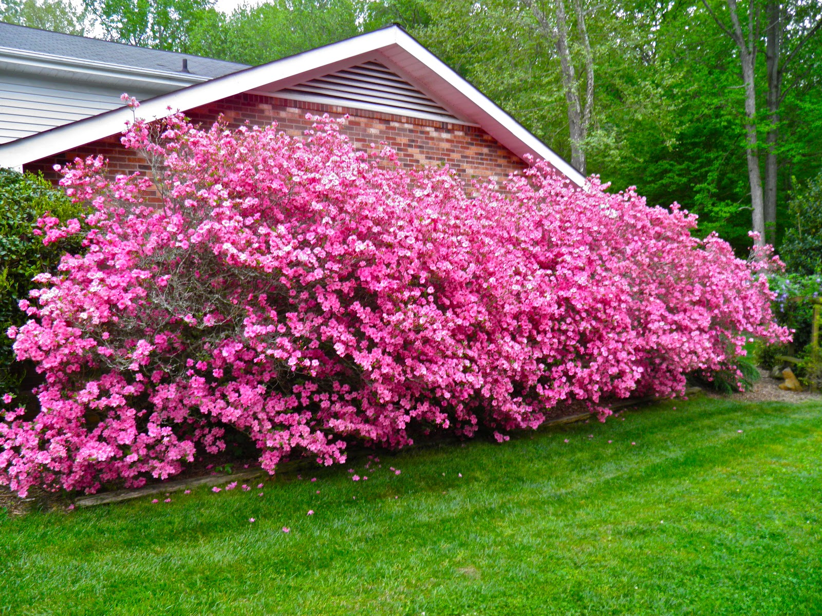 Mariette S Back To Basics Weigela Florida Polka In Our Garden