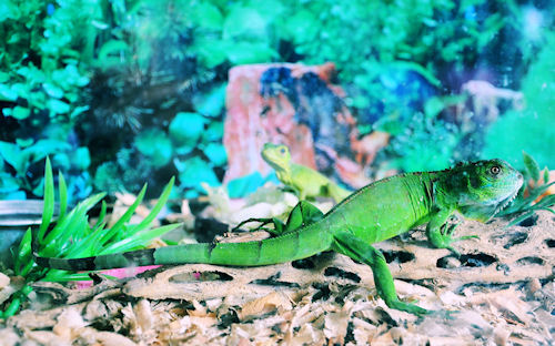 La iguana y el gecko by José Luis Ávila Herrera