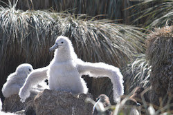 Baby Albatross