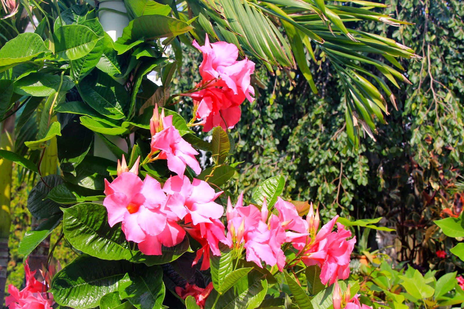 Tropical Gardening in New York City! Update on the Mandevilla vines