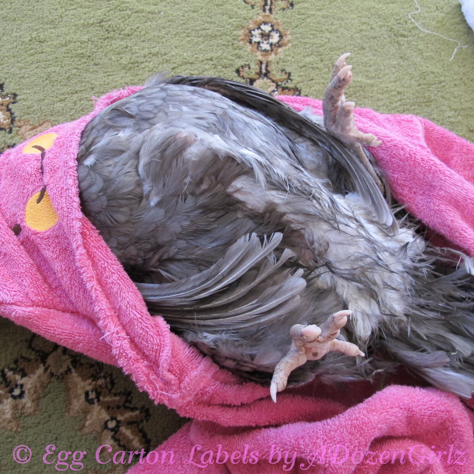 Prolapse Vent in Chickens Causes & Treatment.