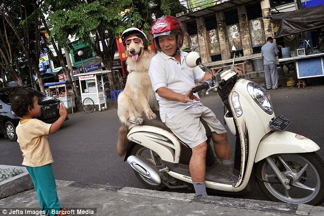  anjing ini suka naik motor
