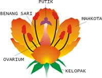 Kumpulan Materi Alat Reproduksi Generatif Pada Tumbuhan Biji