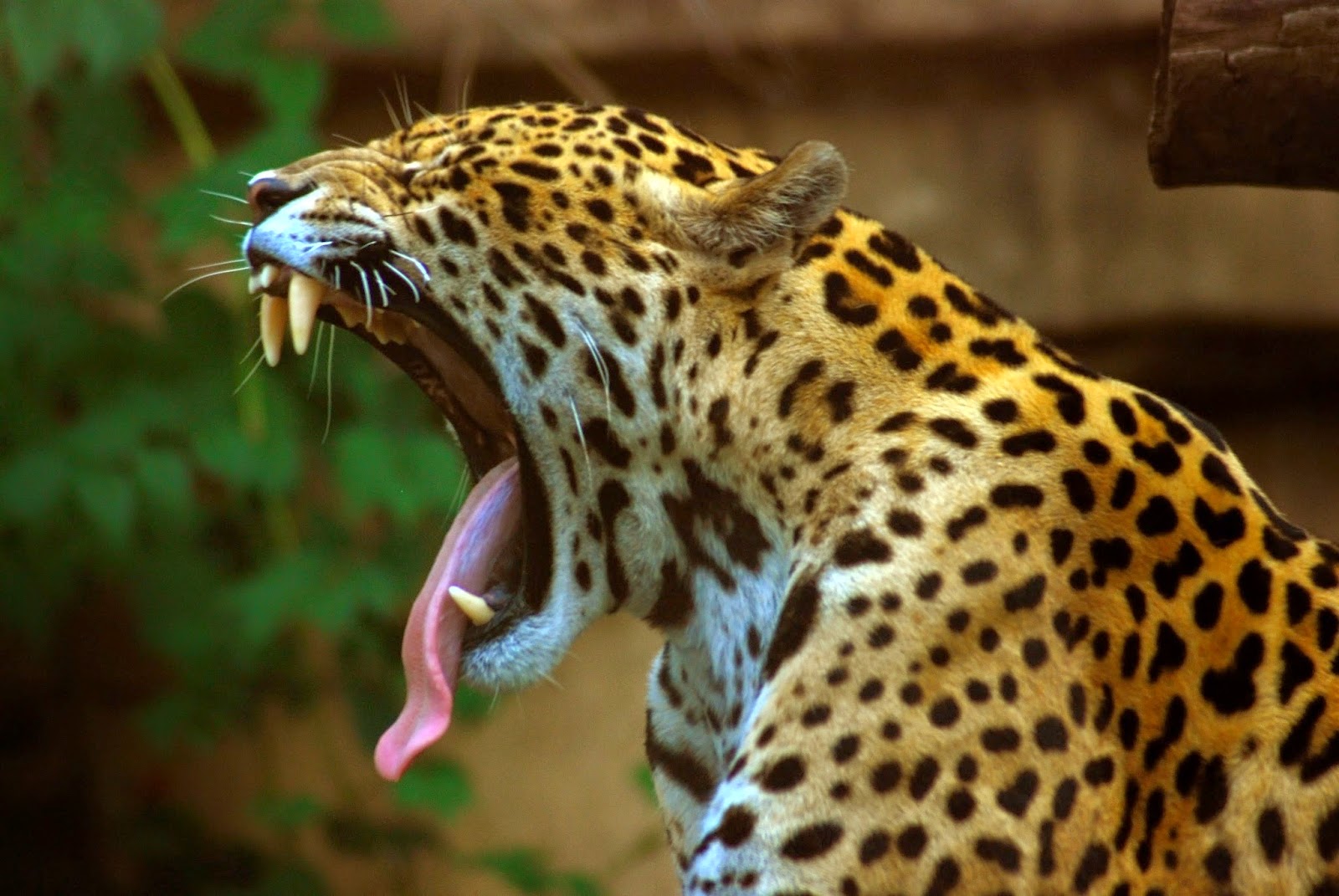 Bio 227 4 The Jaguar Rosie Falcon Shapiro