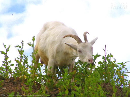Goats 02