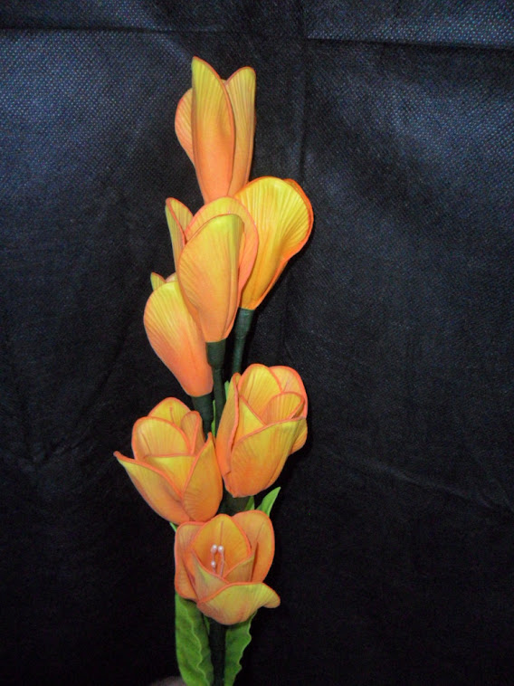 Tulipa Pequena
