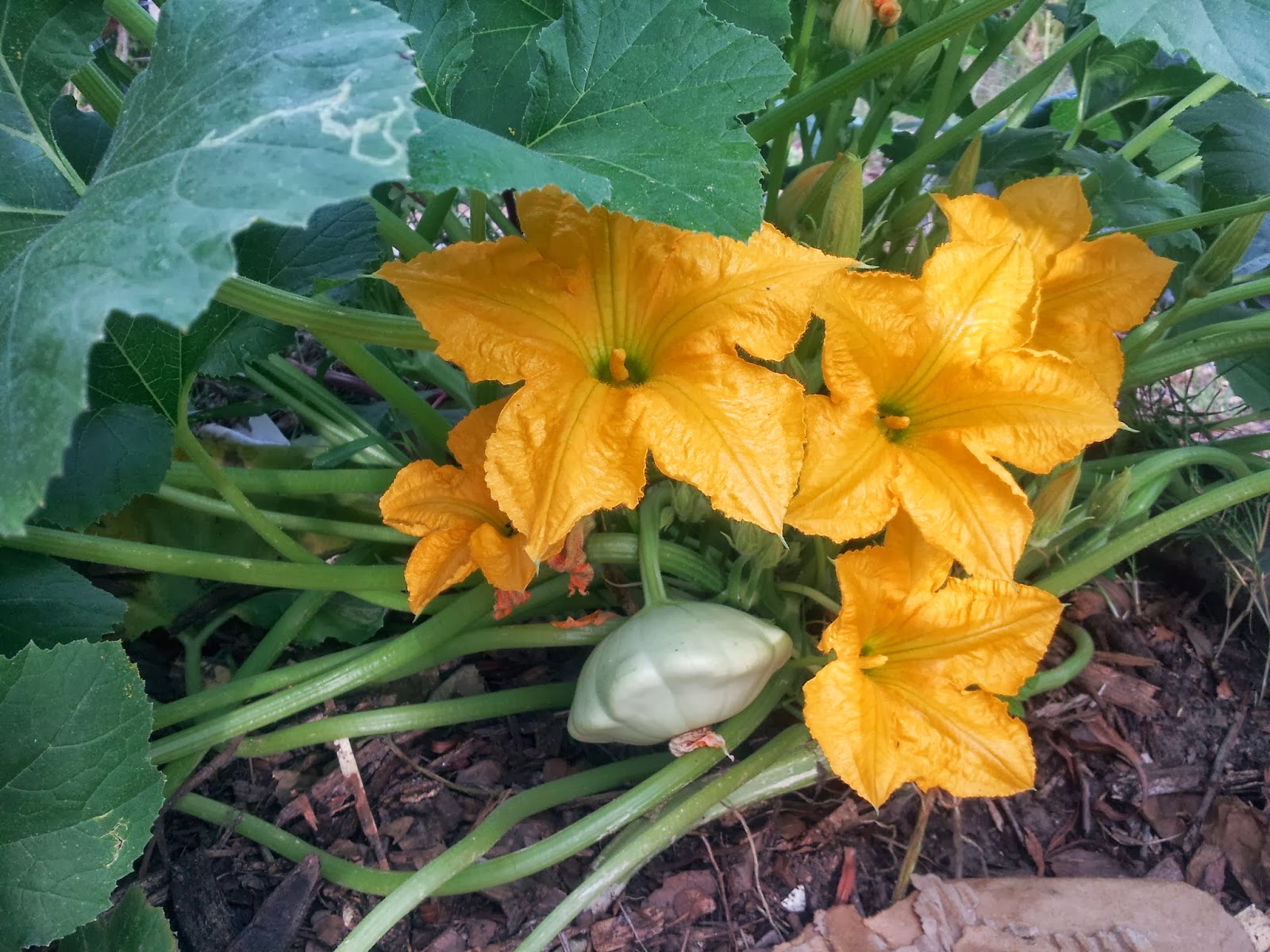 TSG Growing Open Pollinated Squash for Seed Savers