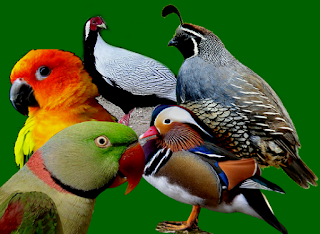 burung hias jual burung hias