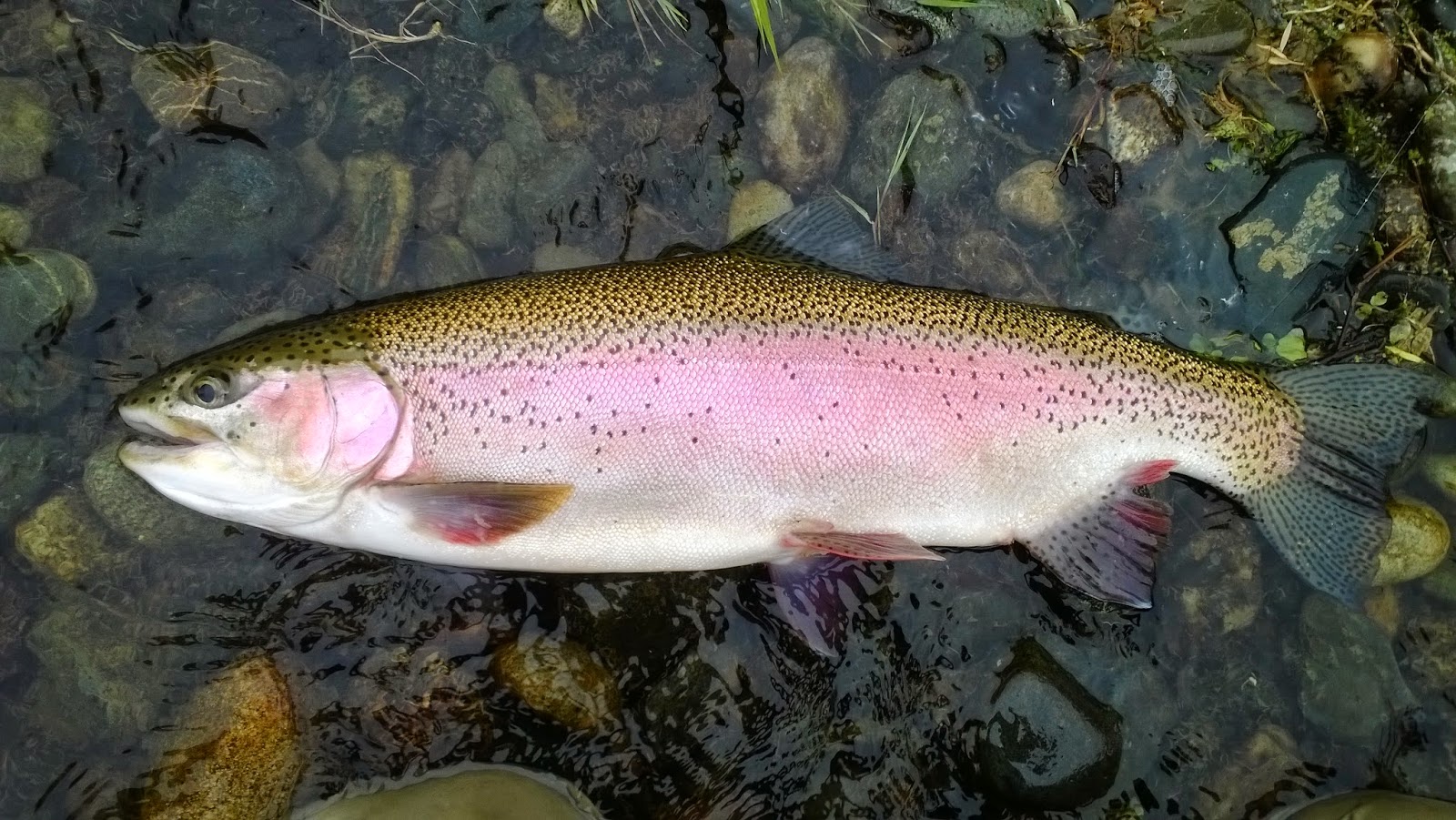 Keep Calm and Fly Fish Exploring the Feather River