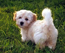 havanese potty training