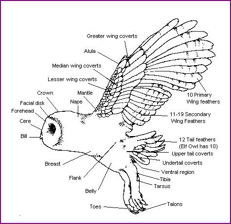 Diagram of a Barn Owl | Barn owl, Owl, Owl facts