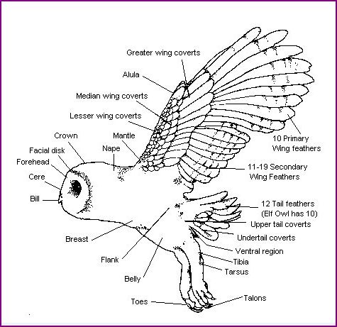 Adventures With Mel & Syd: Owls Eyes View all owls diagrams 