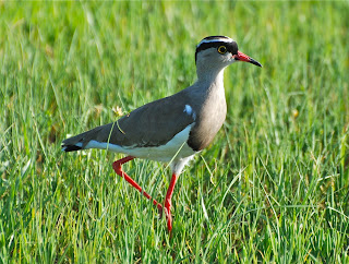 Crowned Lapwing