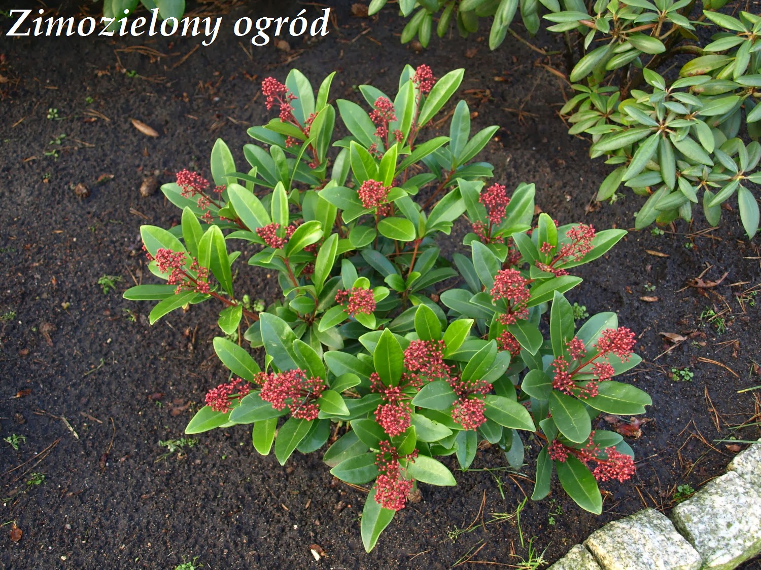 Of Spring And Summer A Bunch For The Weekend 34 Skimmia