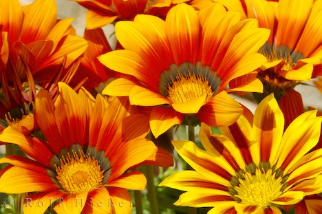 http://1.bp.blogspot.com/-PZqyDa9aO6g/TmvLDj9QgVI/AAAAAAAAMSE/qYkACCpXB6M/s1600/gazania-flowers-spain_.jpg