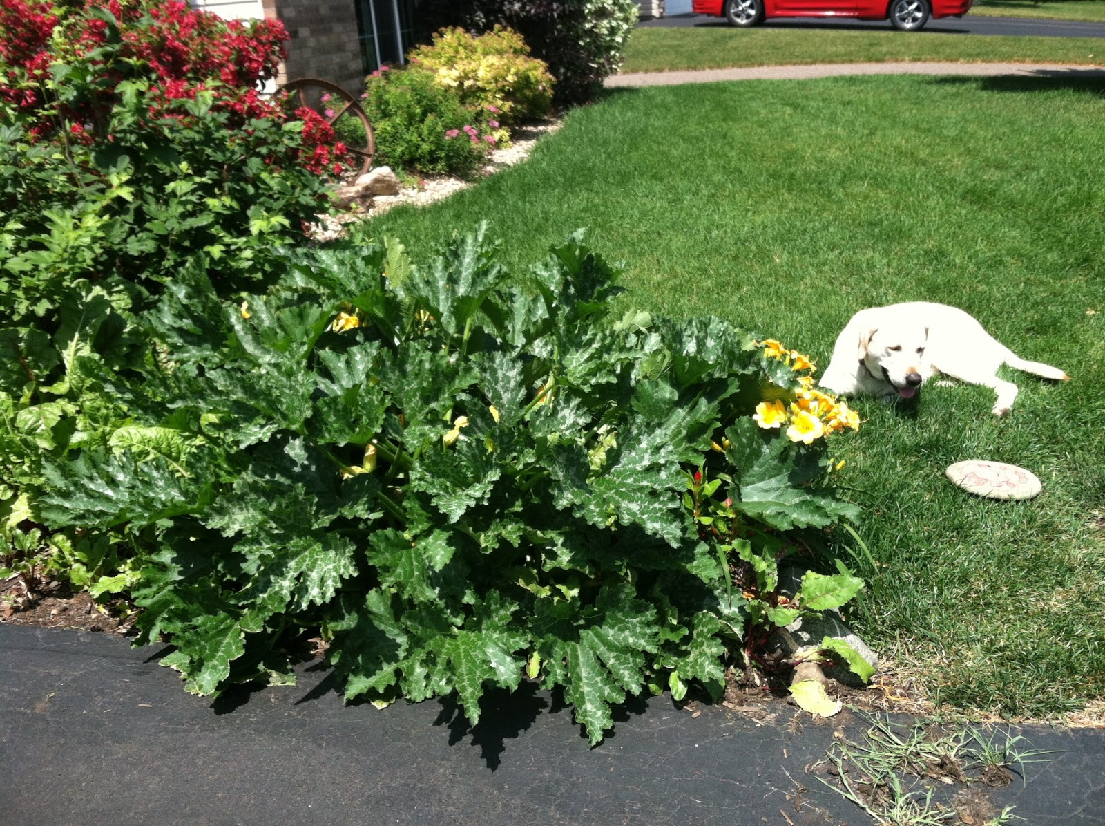 Minnesnowta Home Gardens and Harvest