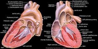 Anatomy and Physiology : The Heart Dissection