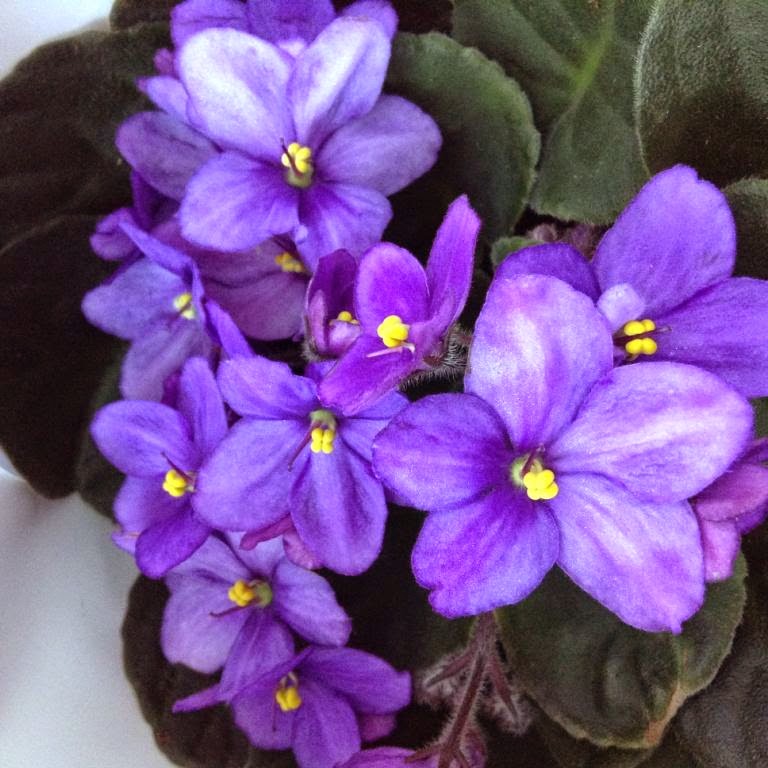Qué planta pongo Violetas africanas.