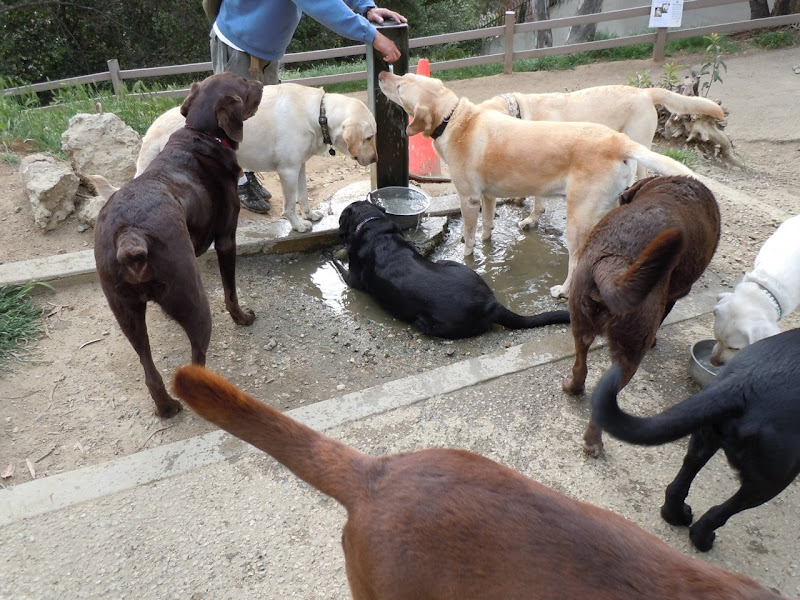 Labrador watering time
