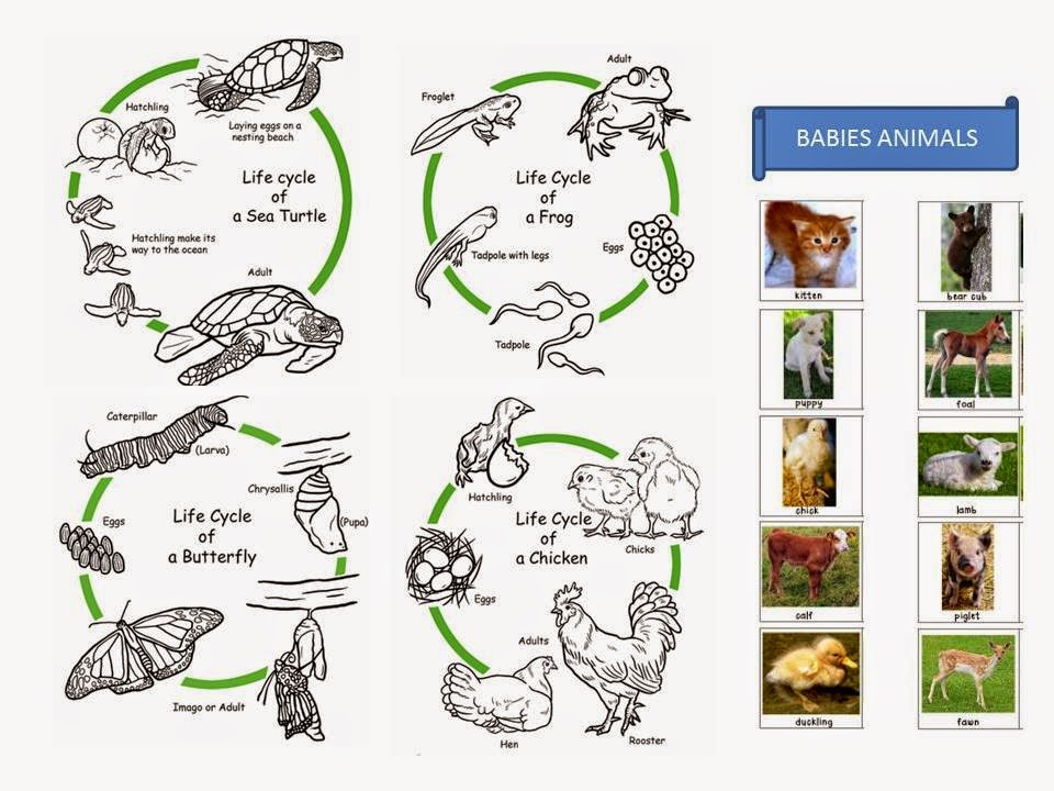Education Made Fun: Science & English Yr 2 - Animals