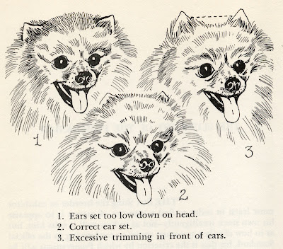 Pomeranian dog judging illustration