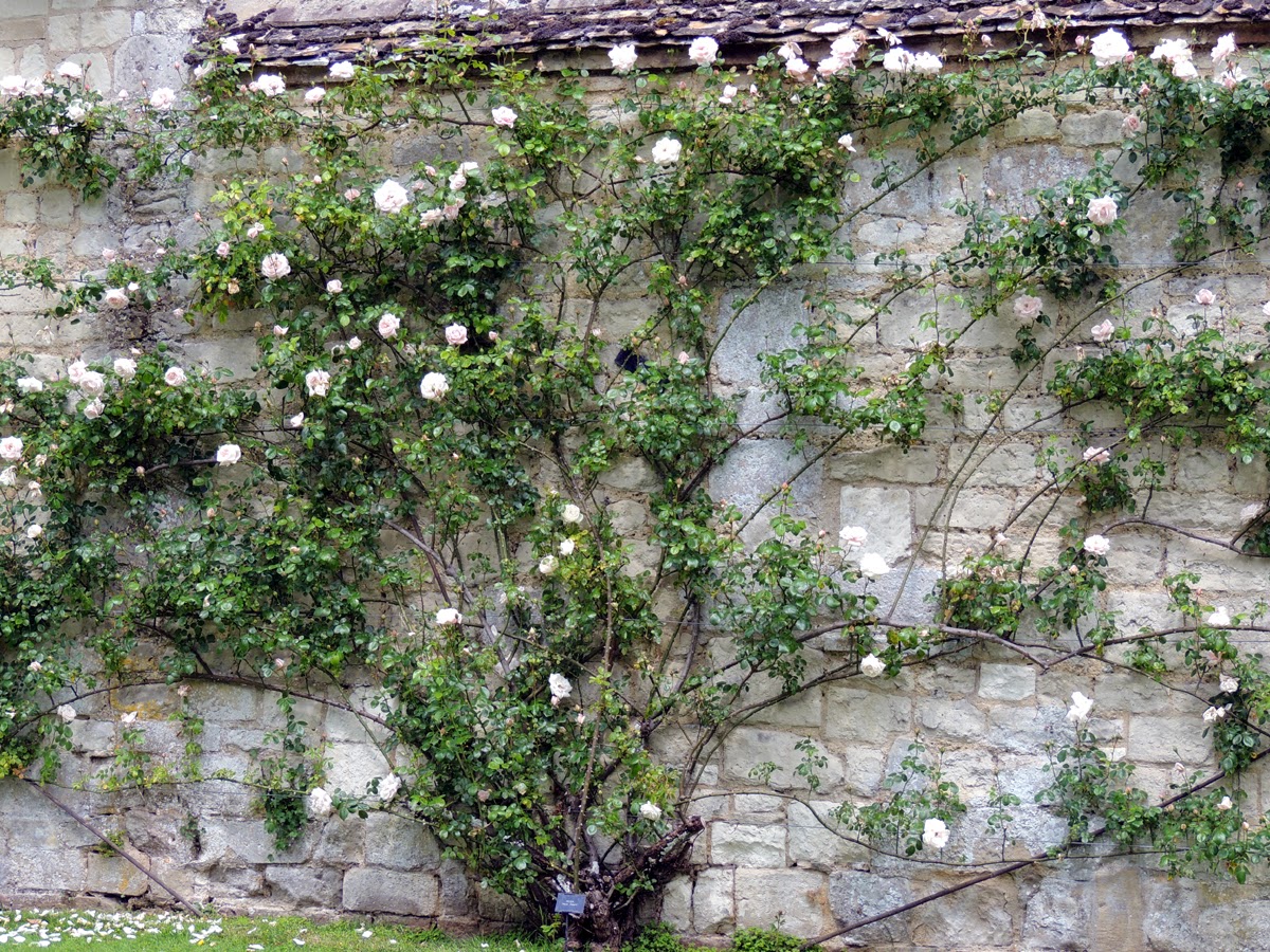 From the Bower: June 2014