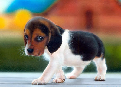 really dogs and puppies hd animals really dogs and puppies really dogs and puppies hd animals really dogs and puppies
