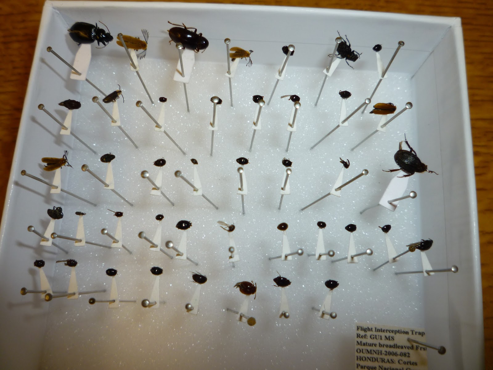 The Hope Entomological Collections
