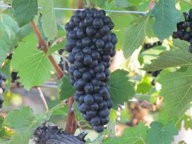 Grapes Ready to Harvest