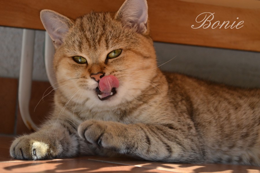 Si Silverbuttons Cattery Of Silver And Golden Shaded British