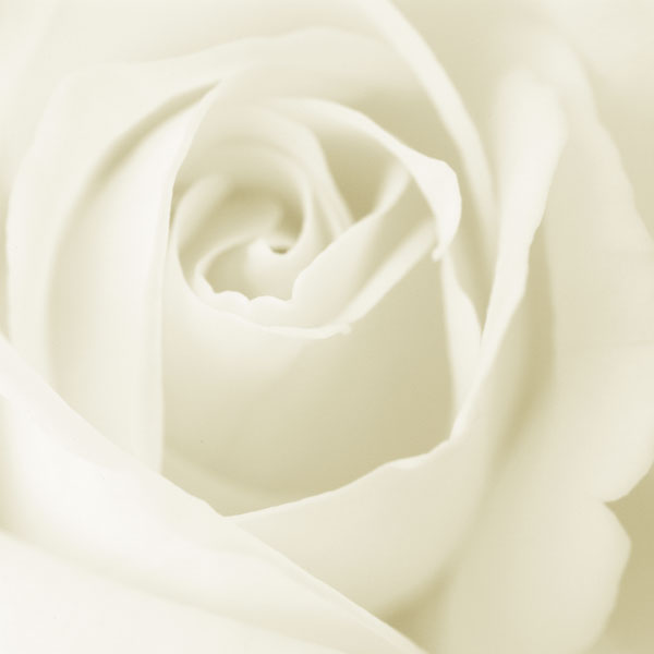 Picture White Rose