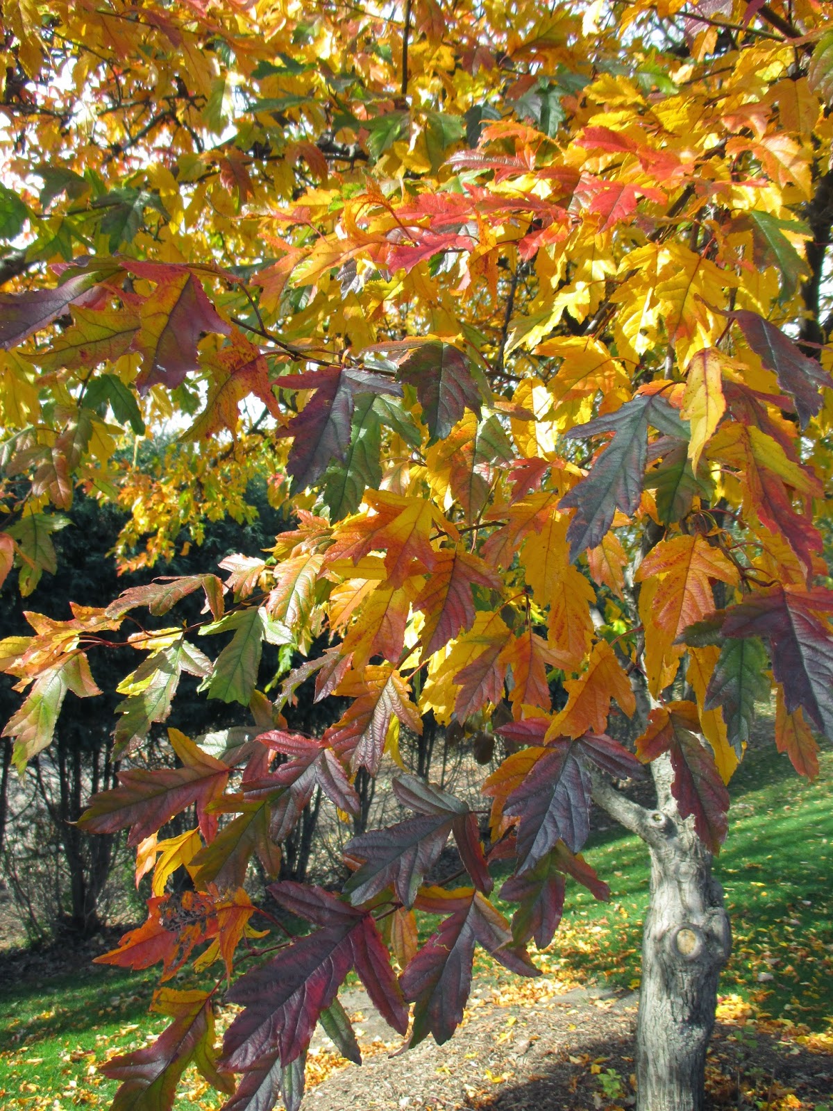 Rotary Botanical Gardens Hort Blog The Annual Tree Run