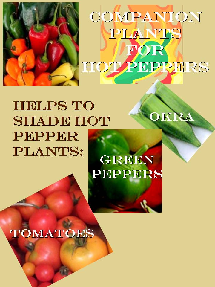 Gardening with Red Hill Companion Planting with Hot Peppers