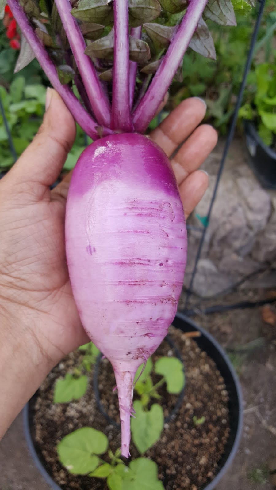 Growing Purple Daikon Radish In Containers