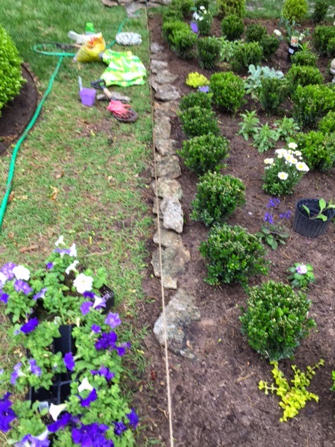 Hill Shepherd Boxwood Shrubs