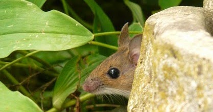 Archipelago: Secrets of the Woods, Which Animals?