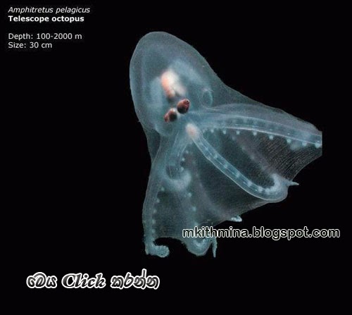 පුදුම හිතෙන දේවල්